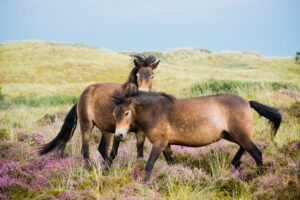 Island Horses on Terschelling