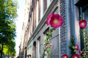 Hollyhocks in Amsterdam