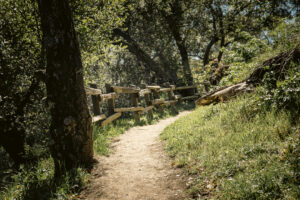 A path in the woods